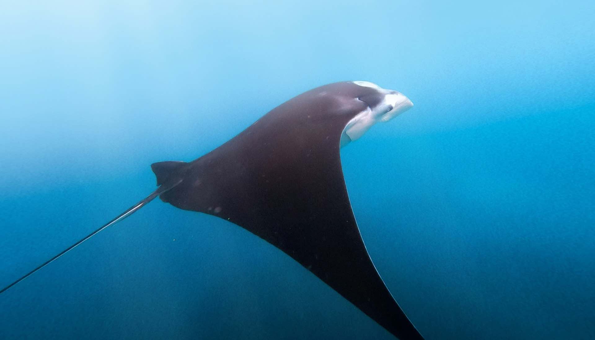 Manta rays swimming in the clear blue ocean