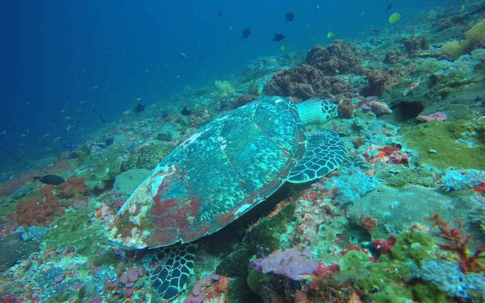 Vibrant coral reefs visible through the clear turquoise water of Gamat Bay